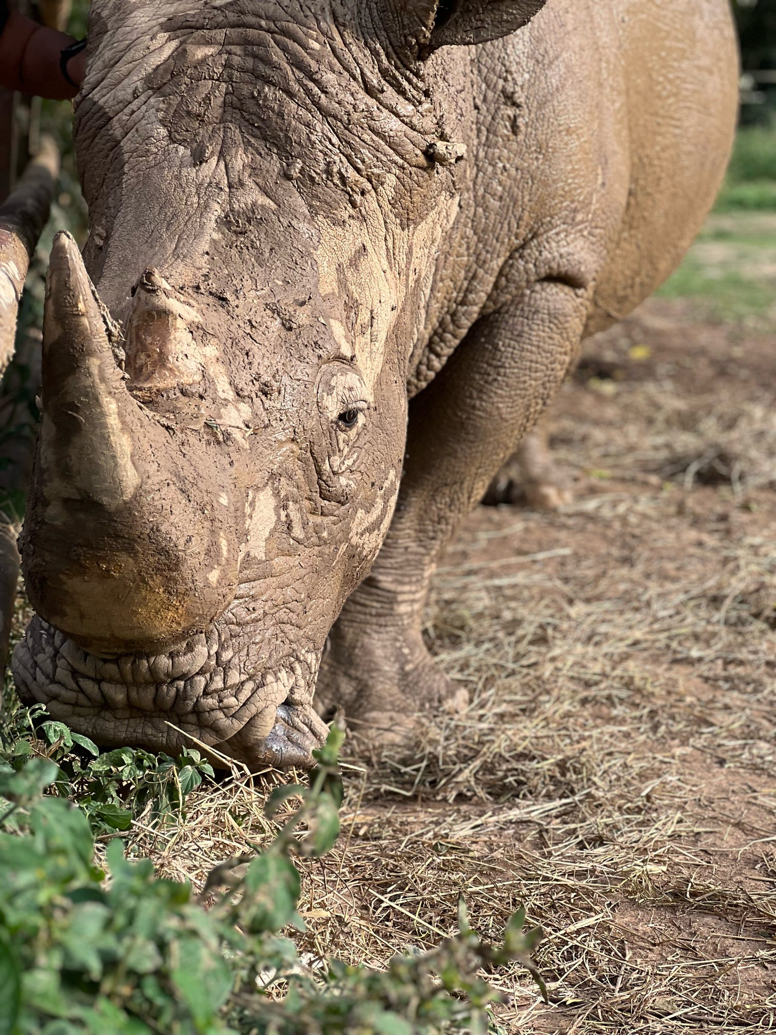 Wildlife Research